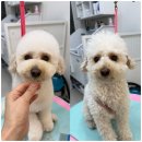 도그 살롱초코 | 우리집 아가가 더 좋아해요 용현동애견미용 도그살롱초코