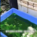 중국, 발암 배추 이어 ‘염색 상추’까지 이미지