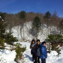 숲속의 별들 이미지