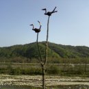 솟대 - 강남구 압구정로 334 | 솟대