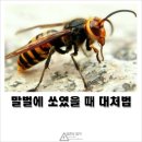 풀독 이미지