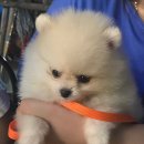 또레세치킨 이미지