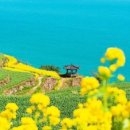 유채와바다 이미지