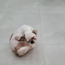 블루클럽계양