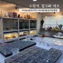 발꾸락게코 | 경기/수원 ) 피그미 다람쥐 분양 “발꾸락 게코” 후기 - 수원역 게코 분양, 도마뱀 분양, 수원역 소동물샵
