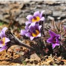 대촌마을(덕우리) 이미지