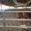 영진축산 이미지