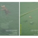 고양이발 이미지