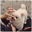 청 애견미용 | 애견미용 어디가 좋을까? 서면애견미용 맘바이 강아지 미용실