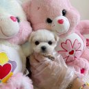 피어나개 이미지