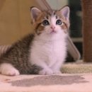 라온캣 잠실고양이분양 이미지