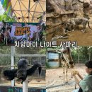 호박성인관광나이트 | 치앙마이 나이트 사파리 입장권 가격 할인과 방문 시간 추천 아이와 가볼 만한 곳