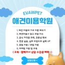 애견미용 이미지