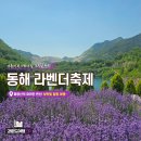 종점자판기 - 사하구 | [동해 여행] 무릉별유천지 라벤더축제 첫날 오픈런 후기(사실 더 일찍 가야함)