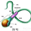 정자들의 수다 이미지