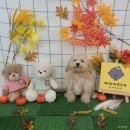 제제네 멍치원 이미지