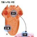 한약 다섯가지 맛 이미지