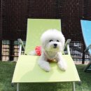 비숑마을펜션 이미지