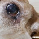 레오동물병원 이미지