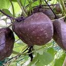 하늘과열매(주) 이미지