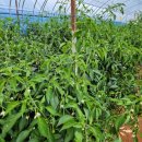 어은농장 이미지