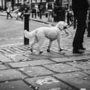 갈매동물병원 이미지