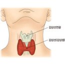 갑상선 기능 저하증 / 씬지록신,씬지로이드의 효능과 부작용 이미지