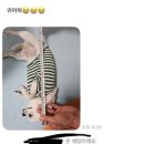 강이랑 아지랑 | 웃었던 일 - 부럽다 나도강아지!!!