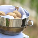 웰리스팜 이미지