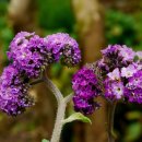 허브아일랜드식물원 이미지