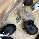 달봉이목장 이미지