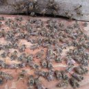 벌들의전쟁 이미지