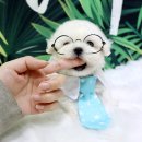 강아지분양 더펫 이미지