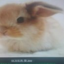 청산오리 이미지