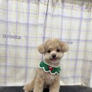 탱스땡스 이미지