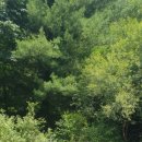 밤골야영장 이미지