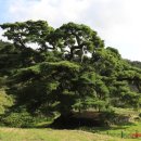 반남박씨 대종중 묘역 이미지