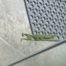 나여 못된 찹쌀꽈배기 | 둥근 해 미친 거 또 떴네;