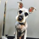 홍은애견미용 이미지