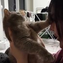 머스트피자