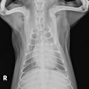 워너비 동물병원 이미지