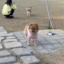개떼월드 이미지