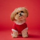 왕궁동물병원 이미지