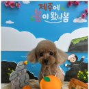 보리샵 | 신길동애견미용 1인 샵에서 보리 단독으로 맡겨본 후기 전해요~
