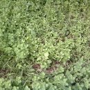 애플민트