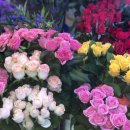 브니엘플라워 이미지