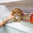 엘린퍼피
