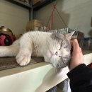 카리스마 디팩토리 덕이점 이미지