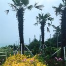 상화도 화장실 2 | 여수 여행 꽃섬 하화도 트레킹(코스, 배 편), 카페 시로