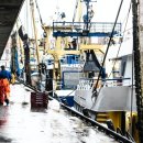 명태이야기 이미지